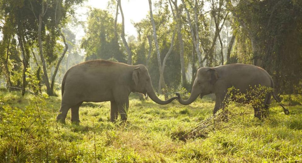 Además de dormir en las Jungle Bubbles rodeados de elefantes, los huéspedes también pueden conocer mucho más acerca de estos animales realizando una ruta por el complejo acompañados por uno de sus guías. (Foto: <a href="http://www.anantara.com/en/golden-triangle-chiang-rai/elephant-camp/?category=additional-elephant-experiences" rel="nofollow noopener" target="_blank" data-ylk="slk:Anantara Golden Triangle Elephant Camp & Resort;elm:context_link;itc:0;sec:content-canvas" class="link ">Anantara Golden Triangle Elephant Camp & Resort</a>).