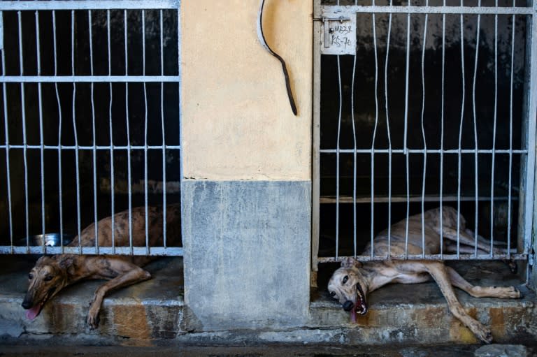 Many of the greyhounds remaining at the Canidrome Club in Macau have patches of fur missing, a result of sleeping on wet concrete according to activists, who say injured dogs went untreated when the Canidrome was still operating