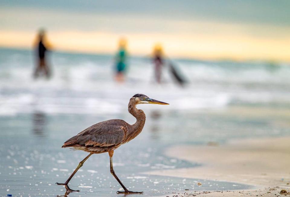 A heron walks on the wet sand as beachgoers enjoy the surf. Many Texans spent their Thanksgiving Day on the beach in Port Aransas Thursday, Nov. 23, 2023.