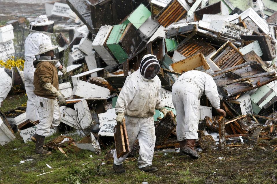 Beekeepers attend to a semi-trailer truck that overturned with a cargo of bees on a highway in Lynnwood