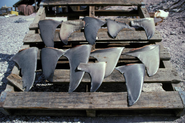 The U.S. is banning the sale of shark fins. Here's why.