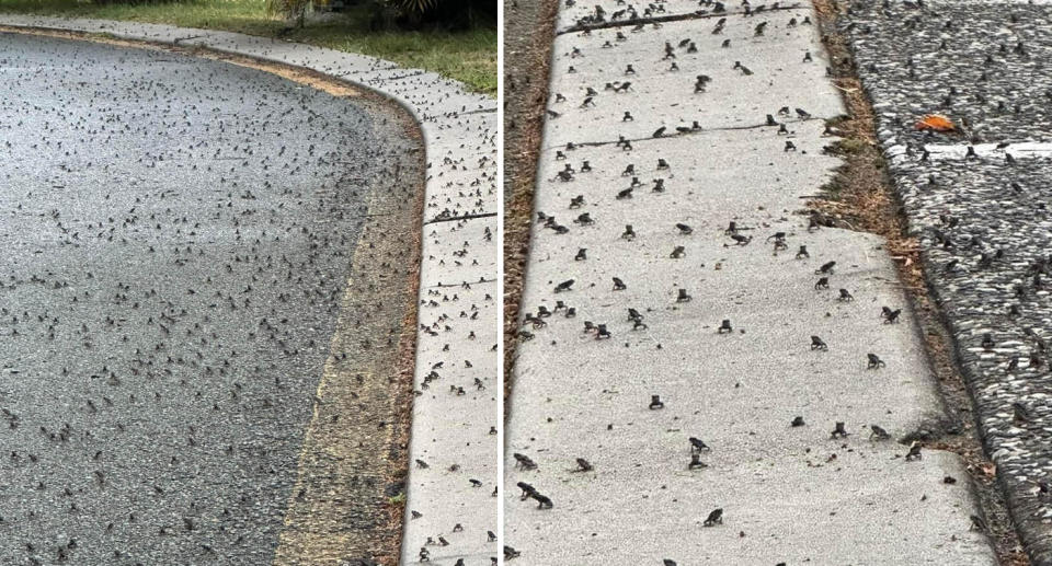 Hundreds of baby cane toads on a Tugun road.