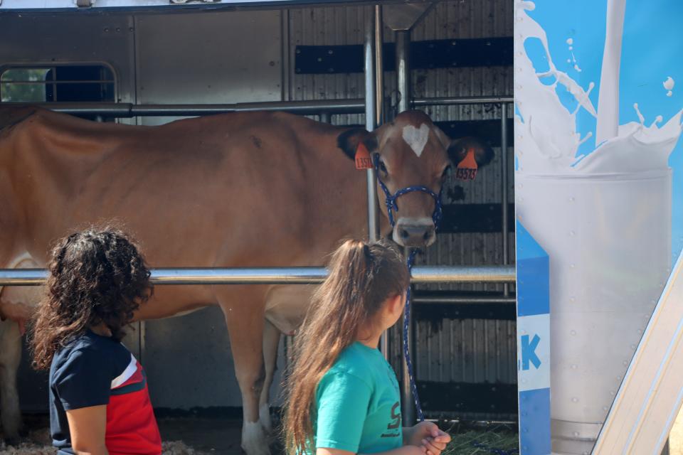 Valentine, a Jersey cow, wasn't born on Feb. 14. Instead, she gets her name because of the white heart on her forehead. Global Learning Charter collaborated with the Dairy Council of California to bring a Mobile Dairy Classroom to Visalia on June 1, 2022.