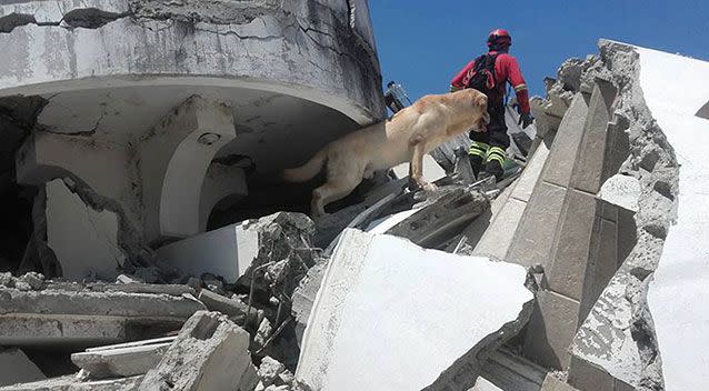 Dayko the ‘hero dog’ dies from exhaustion after mammoth rescue effort. Source: Cuerpo De Bomberos Ibarra/Facebook.