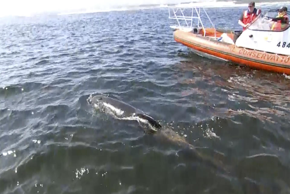 In this image made from a video, a whale swims after rescuers released from side of boat near Strahan, Australia Thursday, Sept. 22, 2022. A day after 230 whales were found stranded on the wild and remote west coast of Australia’s island state of Tasmania, only 35 were still alive despite rescue efforts that were to continue Thursday. (Australian Broadcasting Corporation via AP)