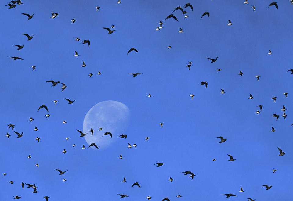 Flocks of wading and sea birds pass in front of the moon in Norfolk