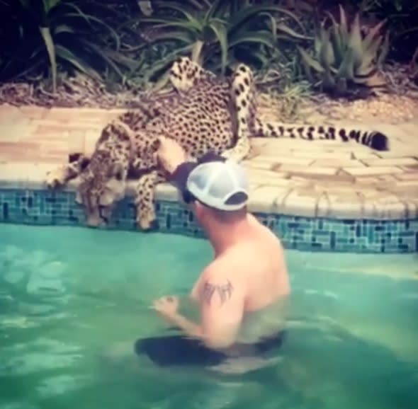 Man pets cheetah drinking from hotel swimming pool (video)