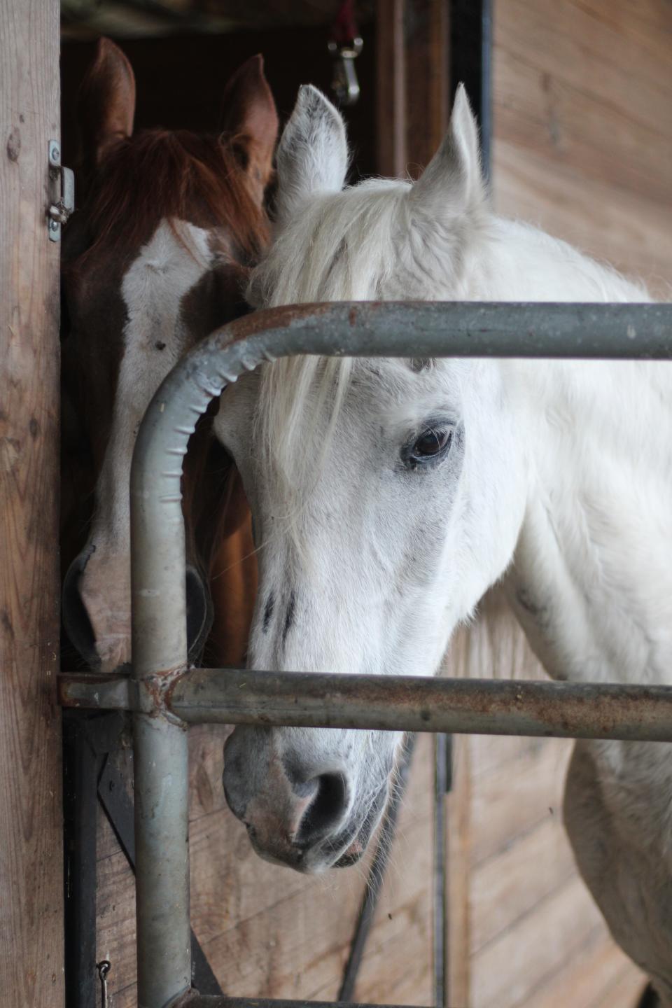 Mr. T, a white horse once left to fend for himself in the backwoods, has become obsessed with Gadget, a one-eyed horse, at RVR Horse Rescue. He won't eat or leave the stable without her.