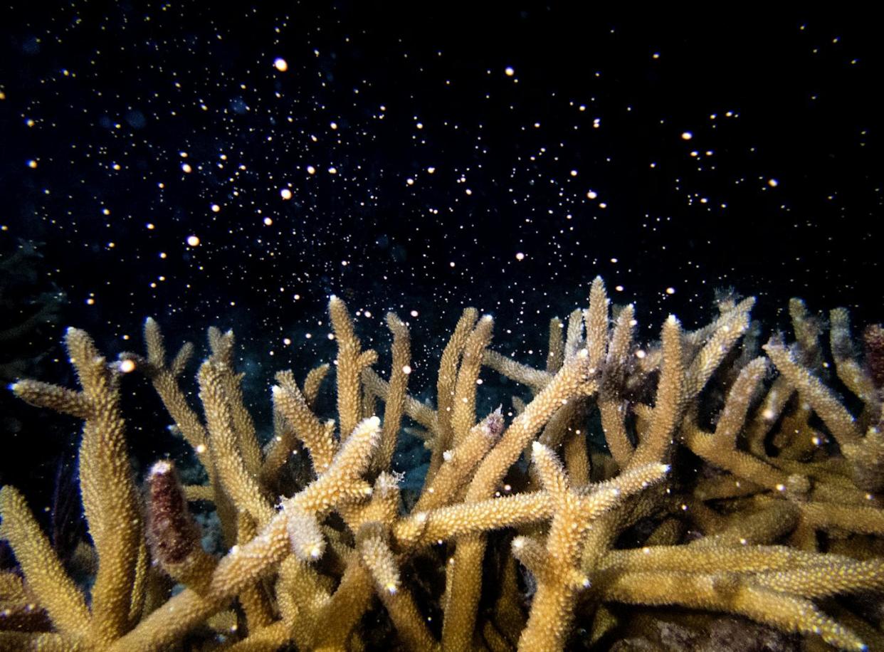 Staghorn coral spawns near North Key Largo, Fla. <a href="https://newsroom.ap.org/detail/CoralSpawning/fe1b3e82116e460dbbac73ec58bb9395/photo" rel="nofollow noopener" target="_blank" data-ylk="slk:Liv Williamson/University of Miami Rosenstiel School of Marine, Atmospheric, and Earth Science via AP;elm:context_link;itc:0;sec:content-canvas" class="link ">Liv Williamson/University of Miami Rosenstiel School of Marine, Atmospheric, and Earth Science via AP</a>