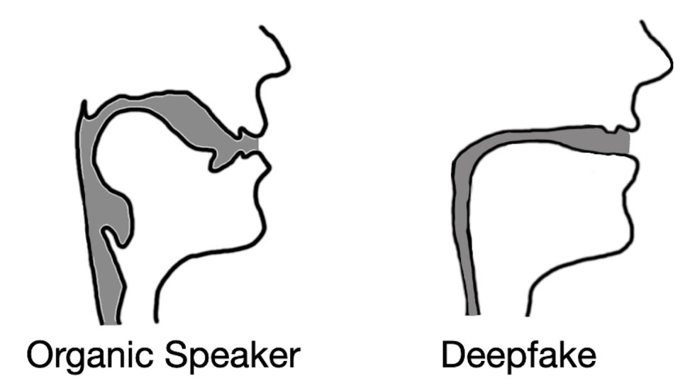 Deepfaked audio often results in vocal tract reconstructions that resemble drinking straws rather than biological vocal tracts. <a href="https://www.usenix.org/conference/usenixsecurity22/presentation/blue" rel="nofollow noopener" target="_blank" data-ylk="slk:Logan Blue et al.;elm:context_link;itc:0;sec:content-canvas" class="link ">Logan Blue et al.</a>, <a href="http://creativecommons.org/licenses/by-nd/4.0/" rel="nofollow noopener" target="_blank" data-ylk="slk:CC BY-ND;elm:context_link;itc:0;sec:content-canvas" class="link ">CC BY-ND</a>