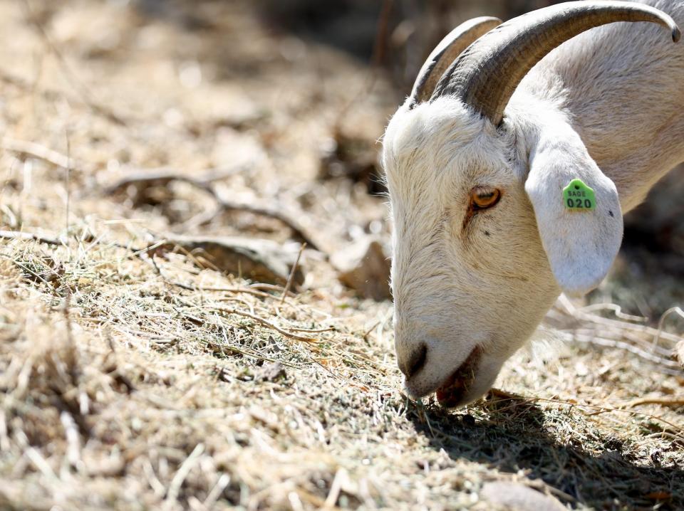 A white goat grazes on dried grass on drought-stressed land as part of city wildfire prevention in Anaheim, California.