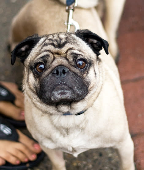 Cute pug or holy terror?