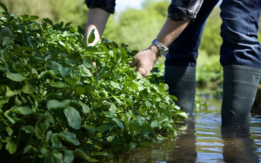 Fill your boots - figuratively - at Alresford's Watercress Festival - Richard Jung