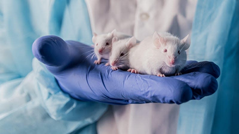 Several lab mice. - Image: javirozas (Shutterstock)