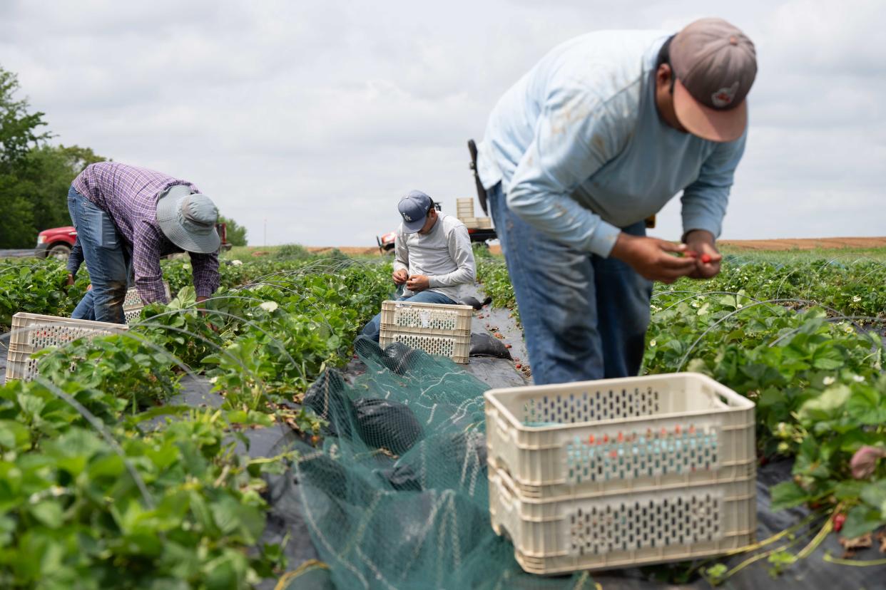 Staff pick strawberries at Rootbound Farm in Oldham County, Ky., on May 8, 2024.