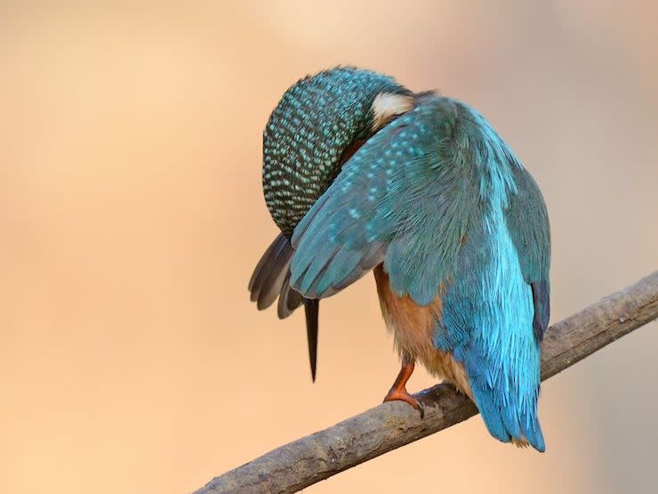 Les photos les plus drôles d’animaux