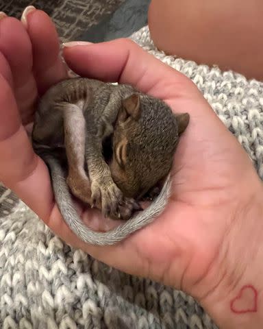 <p>Carrie Frank</p> Angie Harmon's rescue squirrel, Thomas