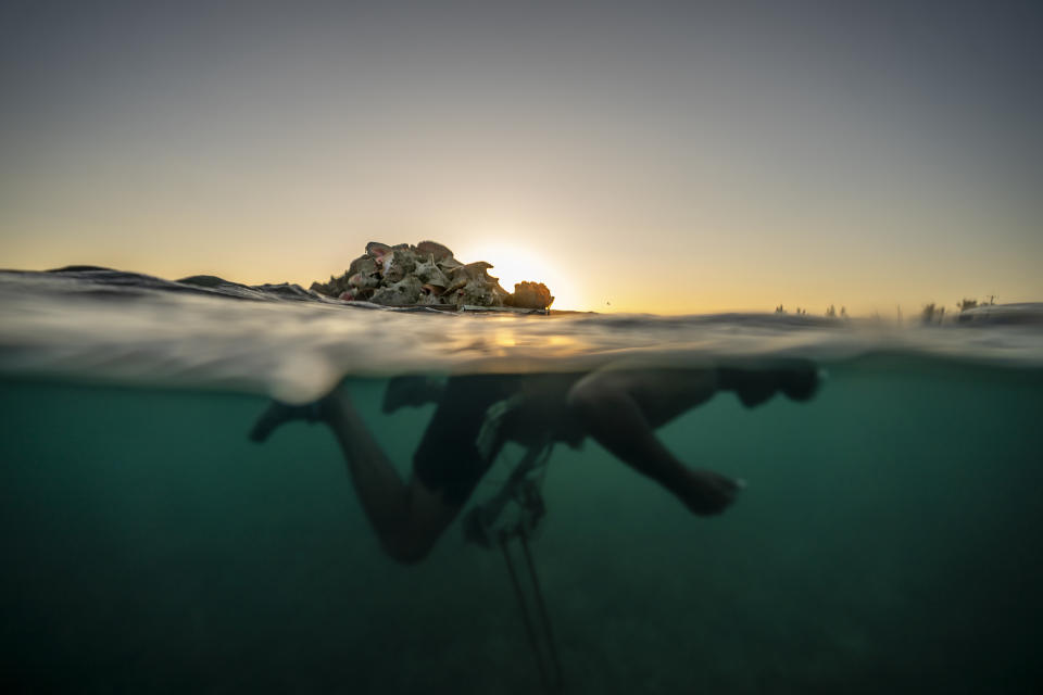 Edmond Coverley swims to shore while pulling a raft loaded with conch shells from his crawl, or underwater pen, to sell at a fish market, Tuesday, Dec. 6, 2022, in West End, Grand Bahama Island, Bahamas. Scientists, international organizations and government officials have sounded the alarm that the conch population is fading due to overfishing, and a food central to Bahamians' diet and identity could cease to be commercially viable in as little as six years. The potential demise of conch reflects the threat overfishing poses around the world to traditional foods. (AP Photo/David Goldman)