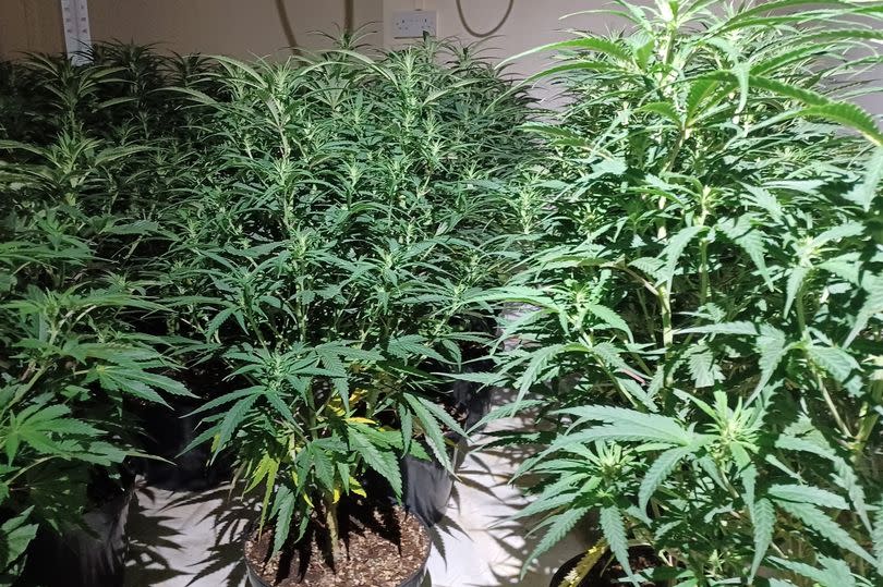 Some of the cannabis found in Alnwick