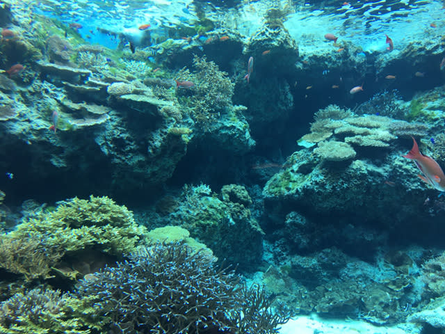 【唔識渣車都無問題】沖繩免費睇海豚表演＋必去水族館