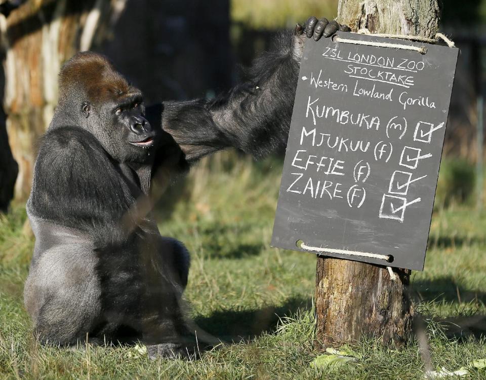 Kumbuka, a male silverback gorilla inspects the keeper's chalk board in his enclosure at London Zoo, Thursday, Jan. 2, 2014. Home to more than 850 different species, zoo keepers welcomed in the New Year armed with clipboards as they made a note of every single animal. The compulsory annual count is required as part of ZSL London Zoo’s zoo license, and every creature, from the tiny leaf cutter ants to the huge silverback gorilla is duly noted and accounted for. (AP Photo/Kirsty Wigglesworth)