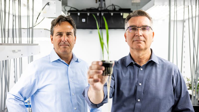 Professors Rick Jellen, left, and Jeff Maughan pose with oat plants in a greenhouse on BYU’s campus in June 2022. They worked with a group of researchers to sequence the genome of the oat, and their paper was published in top science journal “Nature.”