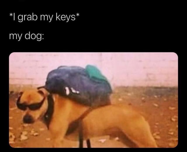 39 Extremely Dumb But Also Very Funny Memes That Youll Appreciate If You  Have A Dog