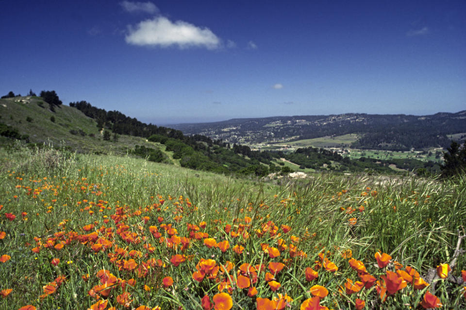 California Poppy, Eschscholzia Californica, Field In Carmel Valley