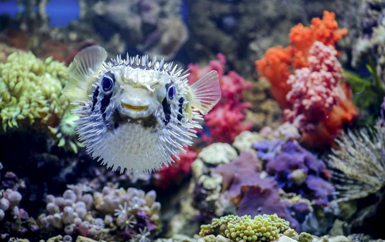 <a href="https://www.shutterstock.com/es/image-photo/puffer-fish-saltwater-401252128" rel="nofollow noopener" target="_blank" data-ylk="slk:Franny Constantina / Shutterstock;elm:context_link;itc:0;sec:content-canvas" class="link ">Franny Constantina / Shutterstock</a>