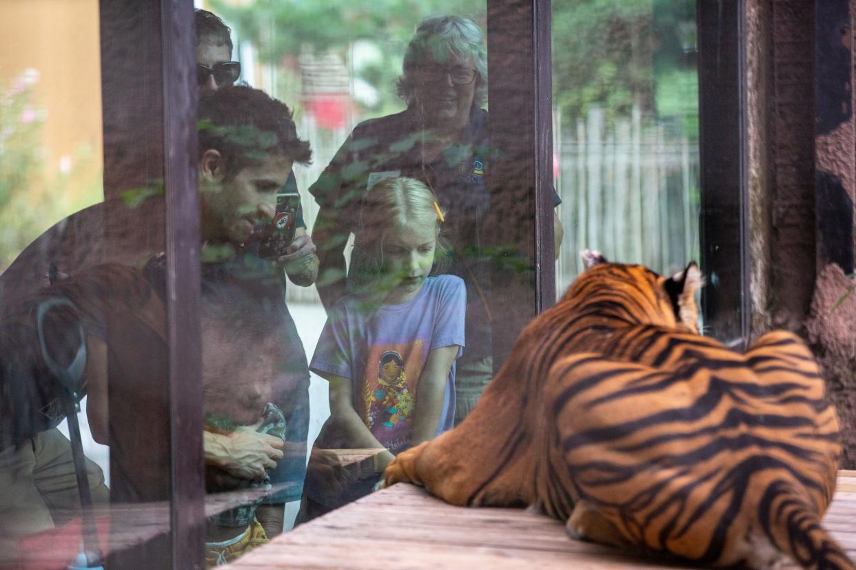 Clark Boatright holds his 3-year-old son Kavin close Thursday while 6-year old Nova Boatright and Topeka Zoo volunteers get an up-close look at Nisha, one of the Zoo's two Sumatran tigers.