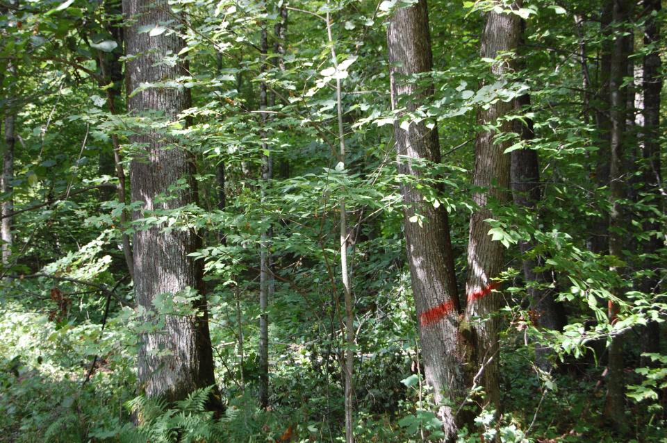 Menominee Tribal Enterprises manages the Menominee Forest. The 200,000 acre forest removes pollutants from the air and stores more carbon than other forested lands in the area.