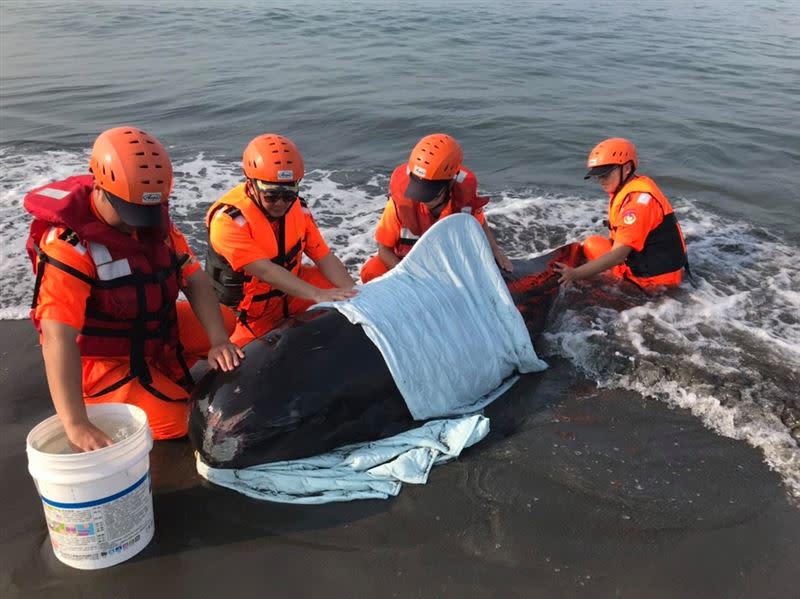 鯨豚擱淺救援讓專業的「海保救援網」團隊來，才是對牠們最好的處置！（圖／翻攝自海洋委員會臉書）