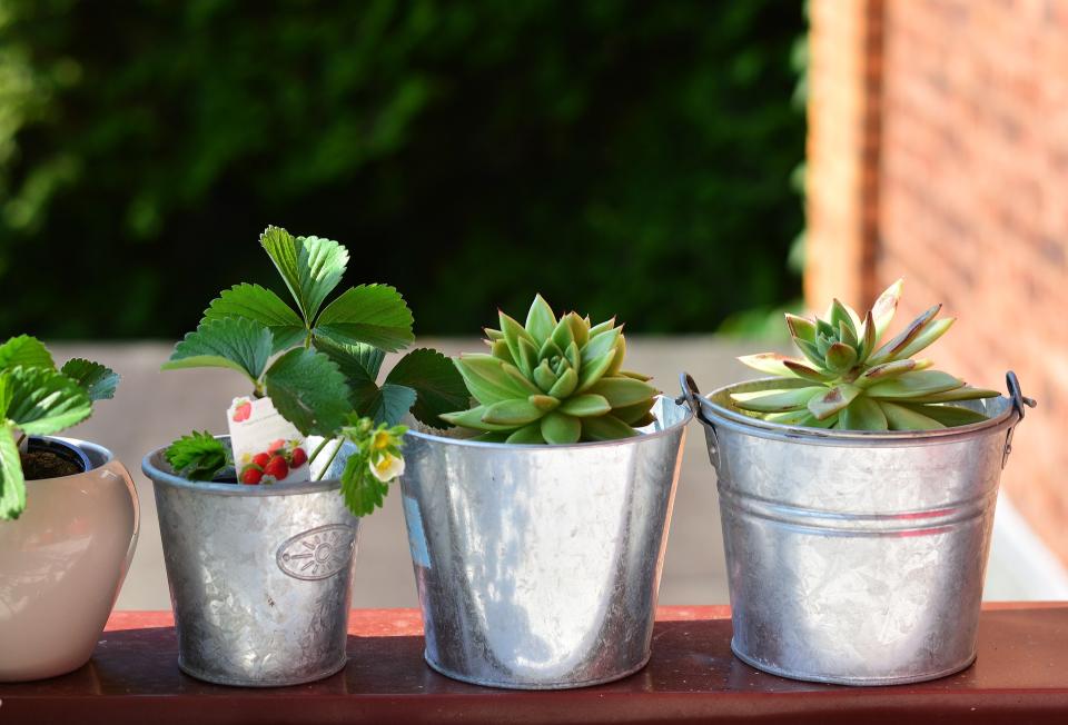 <p>Los usuarios de Wallapop también compran plantas durante el verano para decorar sus jardines, patios o terrazas. (Foto: Pixabay). </p>