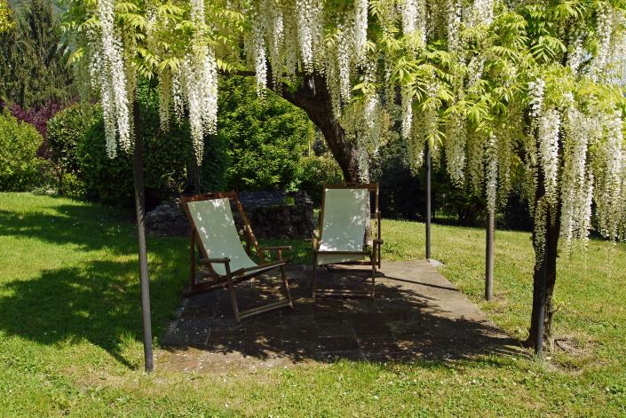 Wisteria flowers look like a chandelier.