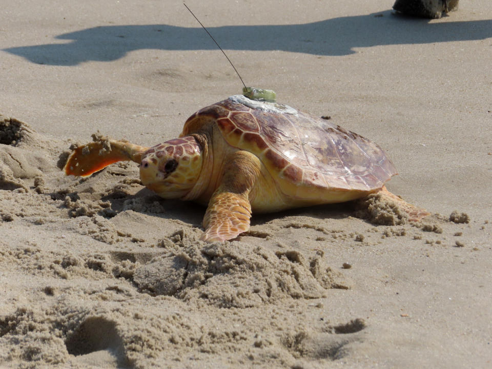 A turtle crawls through the sand on its way to the ocean in Point Pleasant Beach, N.J. on Aug. 2, 2022 after being released by a group that rehabilitated it. Sea Turtle Recovery released eight turtles that had been injured or sick, bringing to 85 the total number of turtles the group has healed and returned to the ocean since Dec. 2016. (AP Photo/Wayne Parry)