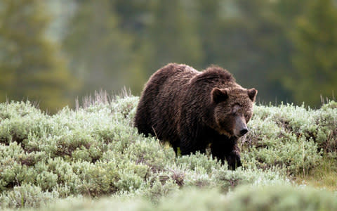 A grizzly bear in Yellowstone National Park - Credit: BBC