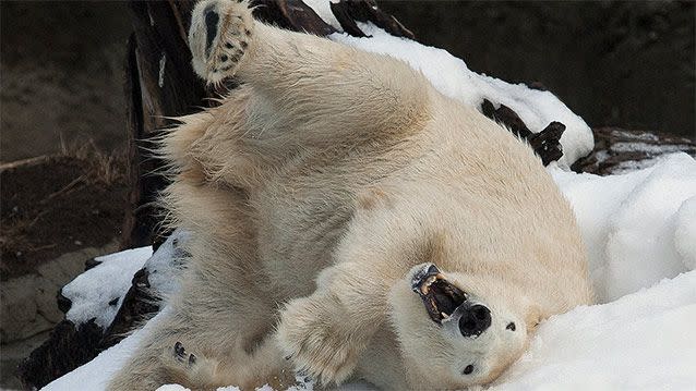 In this photo provided by the San Diego Zoo, Tatqiq, a 12-year-old female polar bear, plays in the exhibit that was covered in 18 tons of fresh snow that was made possible by donors who contributed funds to the San Diego Zoo's online Animal Care Wish List. Source: AP Images