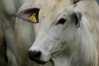 A cattle wears an identification tag in the pastures of the Guachupe farm, in the rural area of the Rio Branco, Acre state, Brazil, Monday, May 22, 2023. (AP Photo/Eraldo Peres)