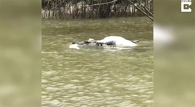 The gruesome moment a cannibal crocodile made a meal out of its own kind was caught on camera. Source: Caters