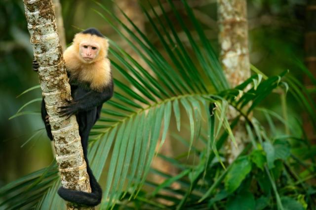 Veggie Revolution: Monkeys and parrots pouring from the jungle.