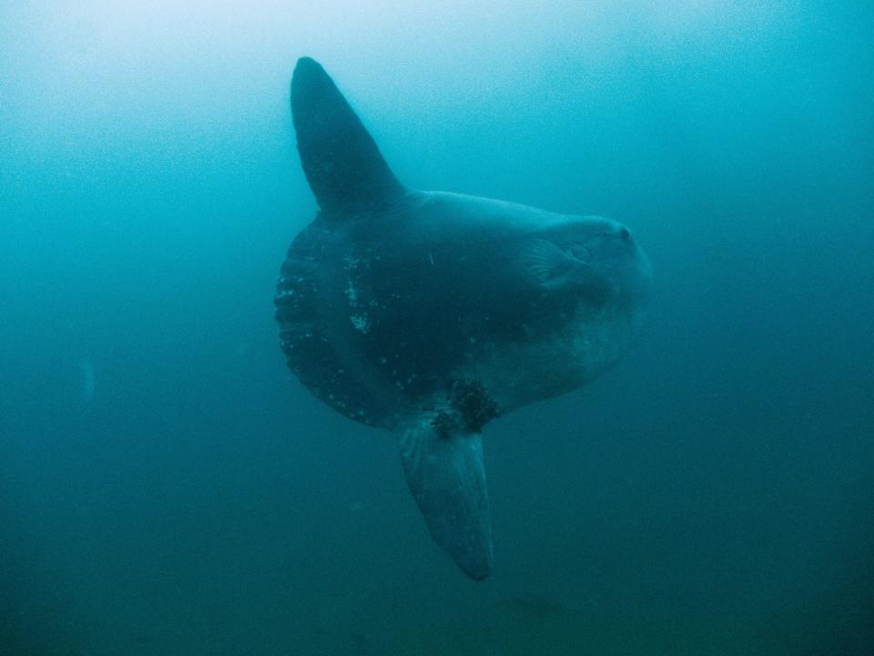 Lauren Wilson photographed a hoodwinker during a dive in Monterey Bay, California on Feb. 5, 2015.