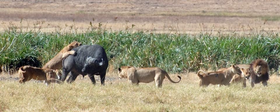 Lions attack a water buffalo in Tanzania. <a href="https://commons.wikimedia.org/wiki/File:Lions_hunting_a_buffalo.jpg" rel="nofollow noopener" target="_blank" data-ylk="slk:Oliver Dodd/Wikipedia;elm:context_link;itc:0;sec:content-canvas" class="link ">Oliver Dodd/Wikipedia</a>, <a href="http://creativecommons.org/licenses/by/4.0/" rel="nofollow noopener" target="_blank" data-ylk="slk:CC BY;elm:context_link;itc:0;sec:content-canvas" class="link ">CC BY</a>