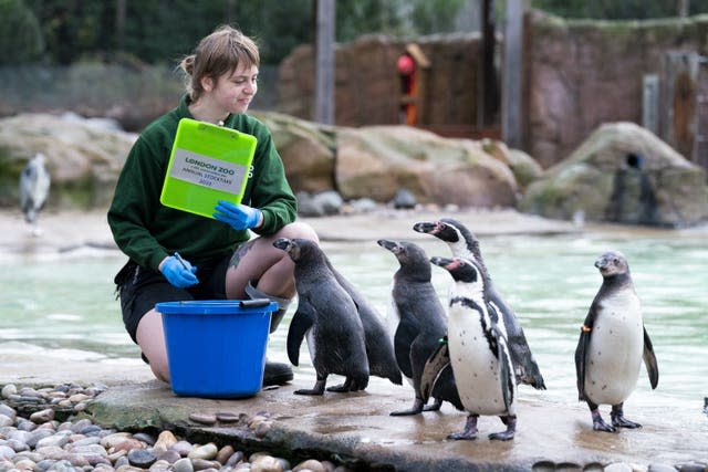 Penguins at ZSL London Zoo 