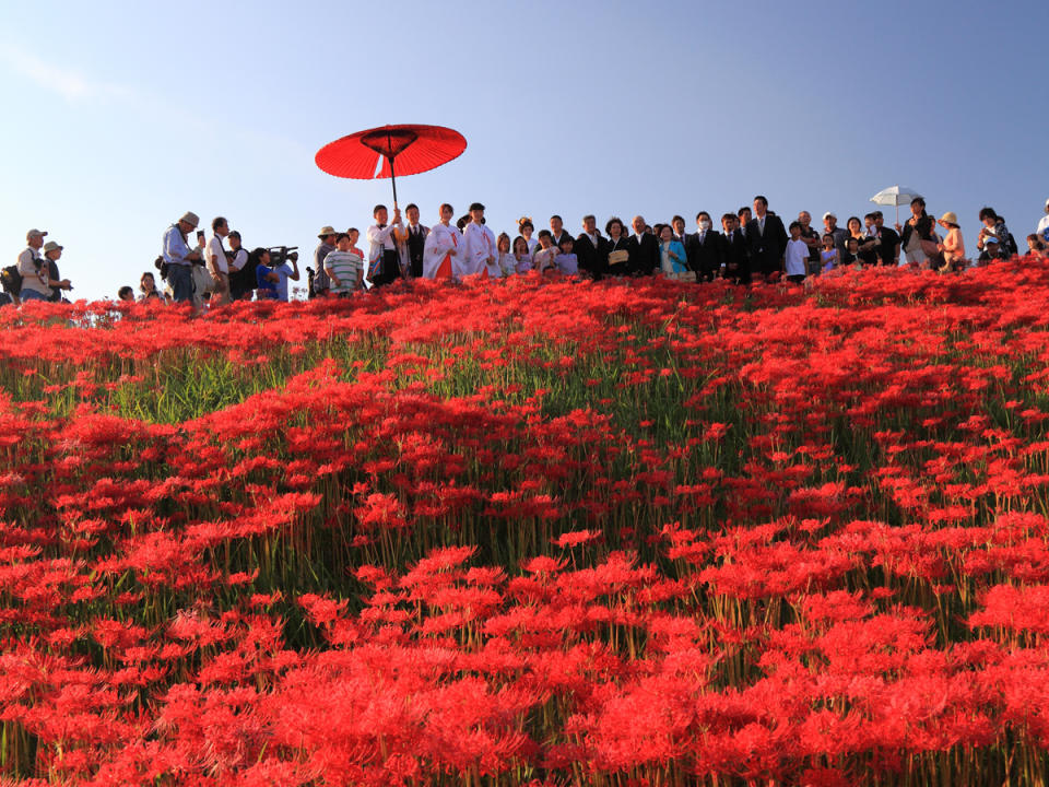 日本旅遊｜初秋必去~ 5大絕美彼岸花景點！逾500萬朵打造豔紅花海、期間限定曼珠沙華祭、琵琶湖+日落作背景