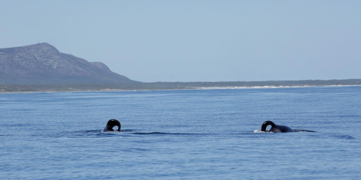 Orca whales Port and Starboard, who are notable due to their unusual fins