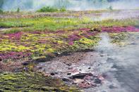 Geysir 噴泉附近的小熱泉口，竟開滿頑強的小花，令人感動。（楊映波攝）