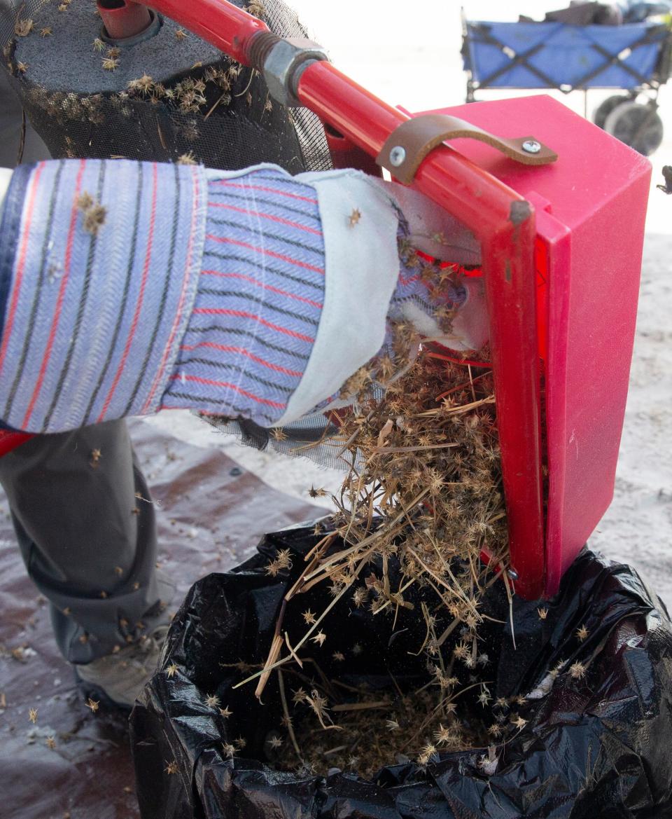 Sand spurs rolled up with a sticker burr roller are discarded during a en effort to remove sand spurs on the south end of Fort Myers Beach on Friday, May 5, 2023. The area is nesting spot for several shorebirds including black skimmers, snowy plovers, least terns and WilsonÕs plovers. They are removing the burrs because they get attached to the chicks, especially skimmer chicks which is believed to contribute to septic arthritis.  