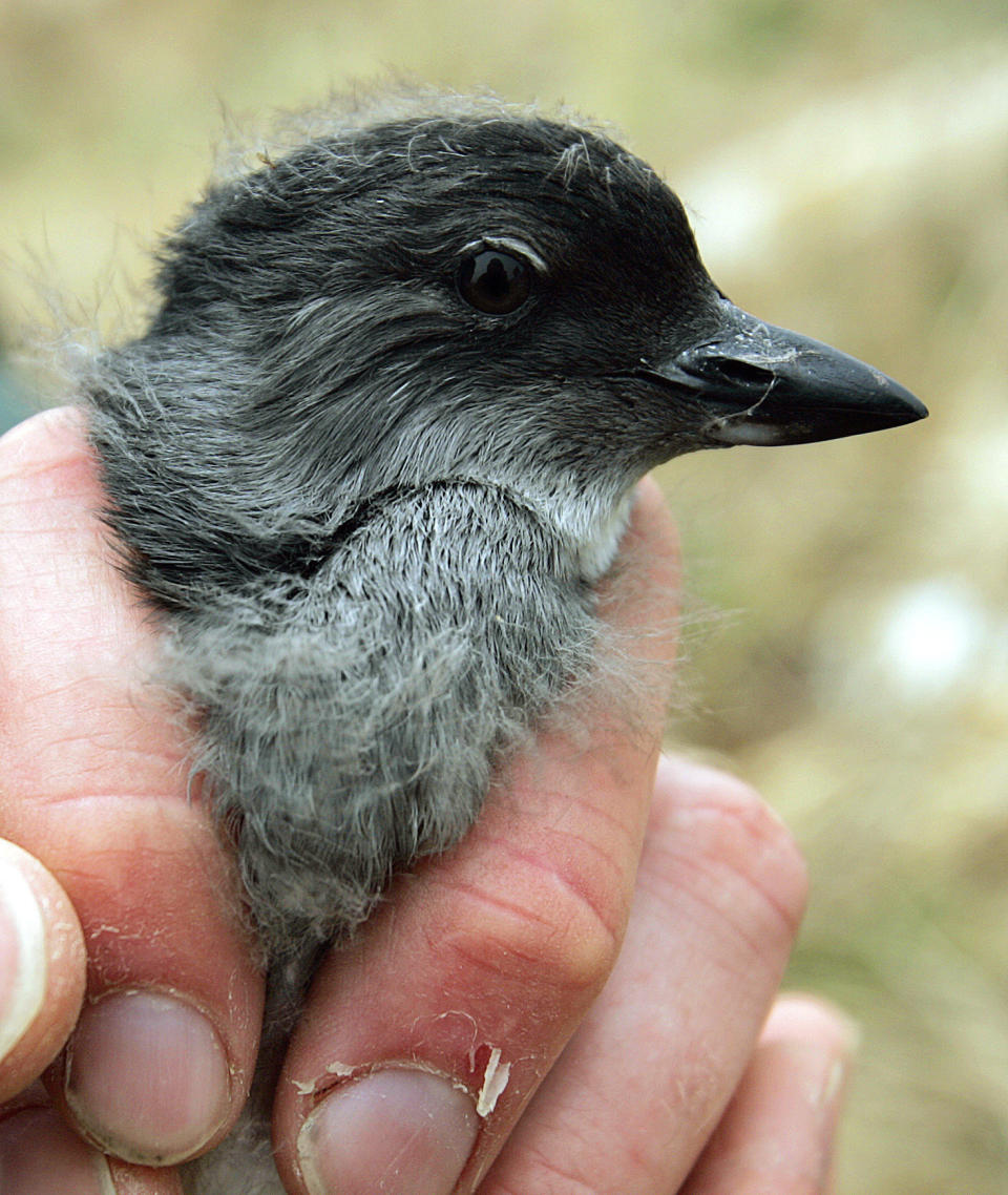 FILE - A Cassin's auklet chick is displayed at the Farallon National Wildlife Refuge, in San Francisco, July 8, 2006. Mass die-offs of the small, white-bellied gray birds have been reported from British Columbia to San Luis Obispo, Calif. (AP Photo/Ben Margot, File)
