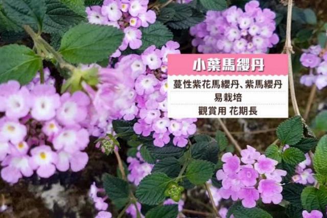 苗栗130線道馬纓丹盛開4公里浪漫花道