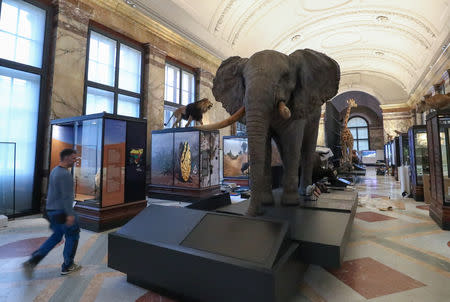 Stuffed animals are seen in Belgium's Africa Museum before its reopening to the public on December 9, 2018, after five years of renovations to modernise the museum from pro-colonial propaganda exhibits to one that condemns colonisation, in Tervuren, Belgium December 6, 2018. Picture taken December 6, 2018. REUTERS/Yves Herman